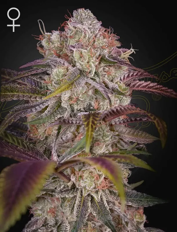 Gran Jefa van Green House Seed Co.
