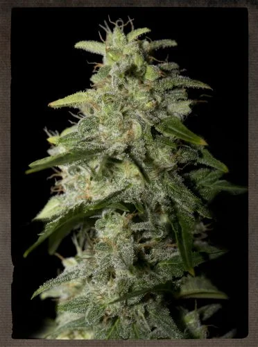 Money Maker van Green House Seed Co.