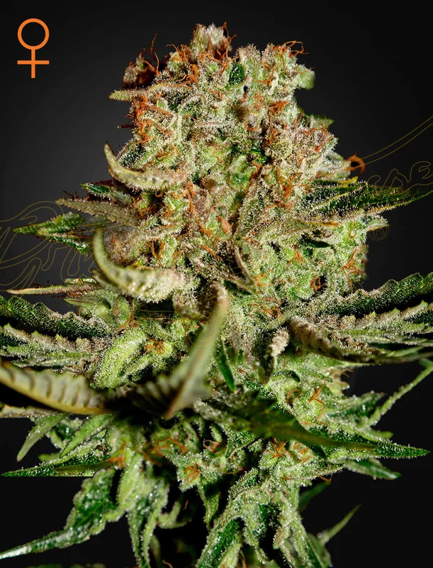 Super Bud van Green House Seed Co.