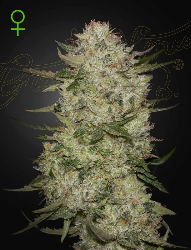 HighCloudZ van Green House Seed Co.