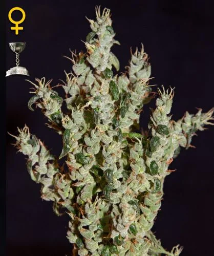 NL5 Haze Mist van Green House Seed Co.