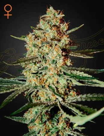 Himalaya Gold van Green House Seed Co.