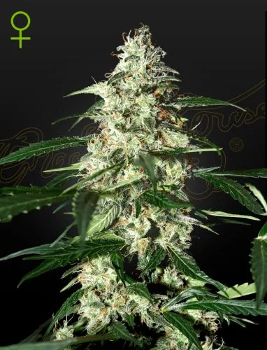 Skunk van Green House Seed Co.