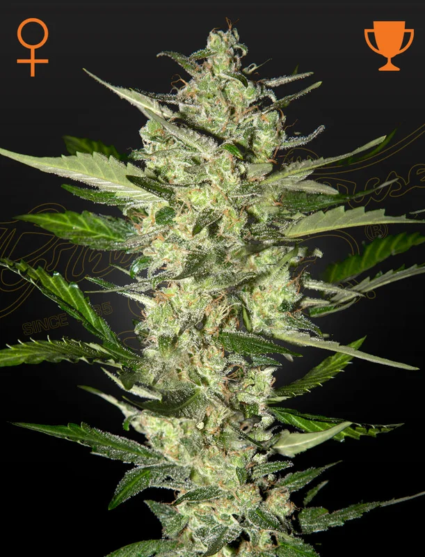 Flowerbomb Kush van Green House Seed Co.