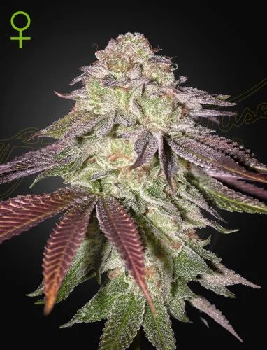 Sugarlato van Green House Seed Co.