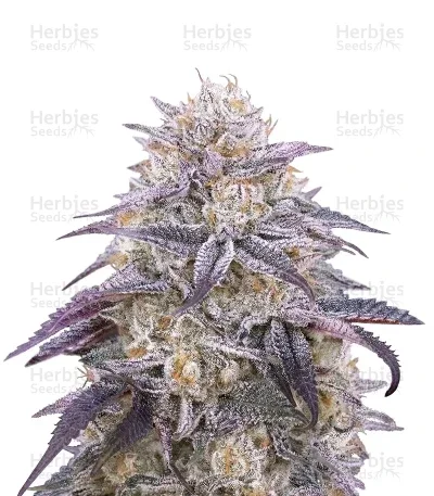 Kings Juice van Green House Seed Co.