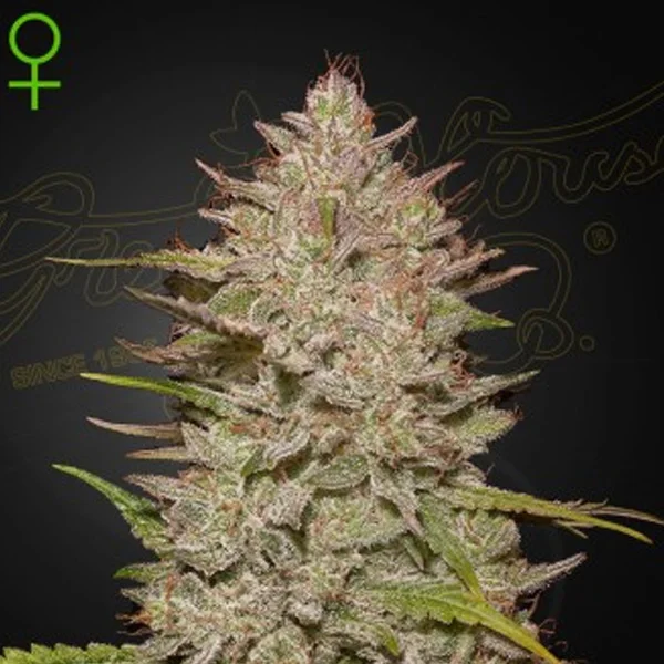 Chemical Candy van Green House Seed Co.