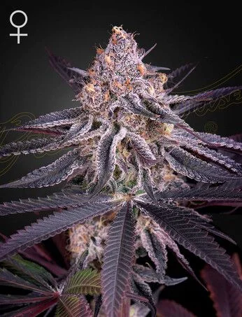 Kings Juice van Green House Seed Co.