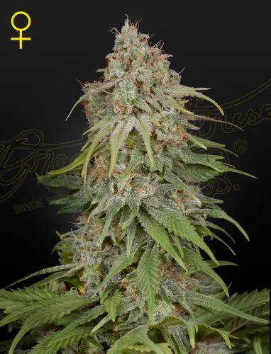 GH Amnesia van Green House Seed Co.