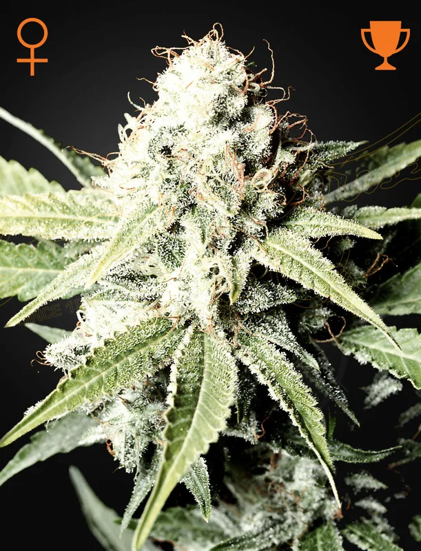 Great White Shark van Green House Seed Co.