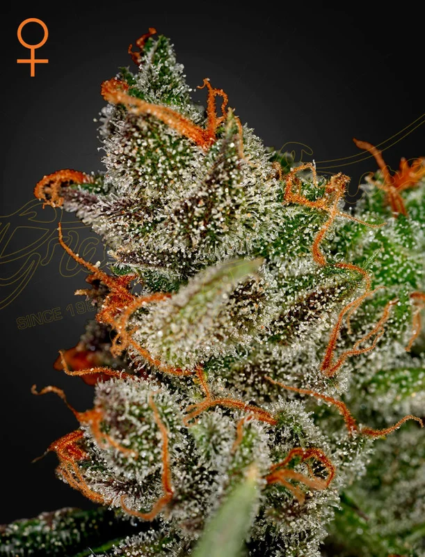King's Kush van Green House Seed Co.