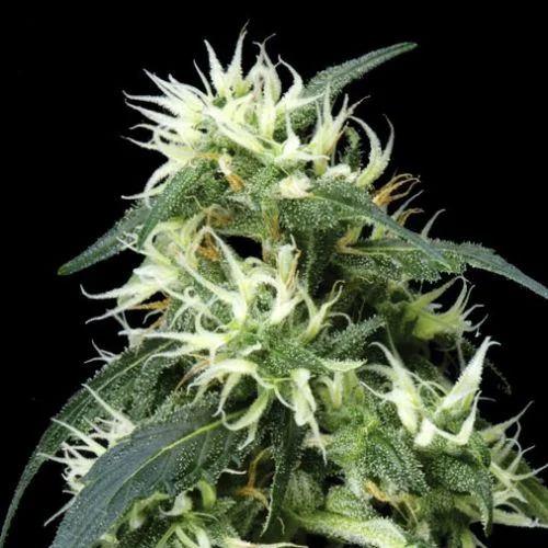Sweet Mango van Green House Seed Co.