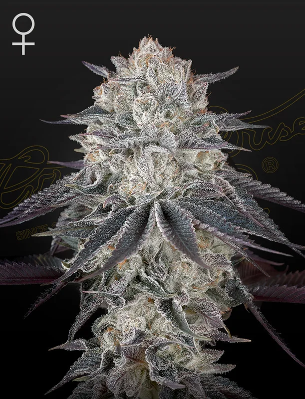 FullGas van Green House Seed Co.