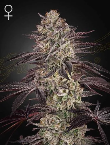 Biscotti van Green House Seed Co.