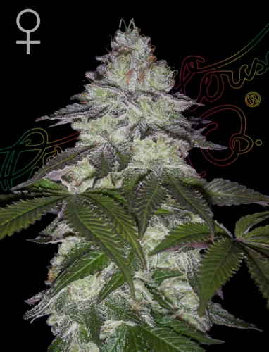 Milky Dreams van Green House Seed Co.