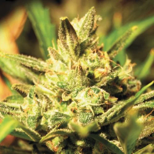 Super Critical van Green House Seed Co.