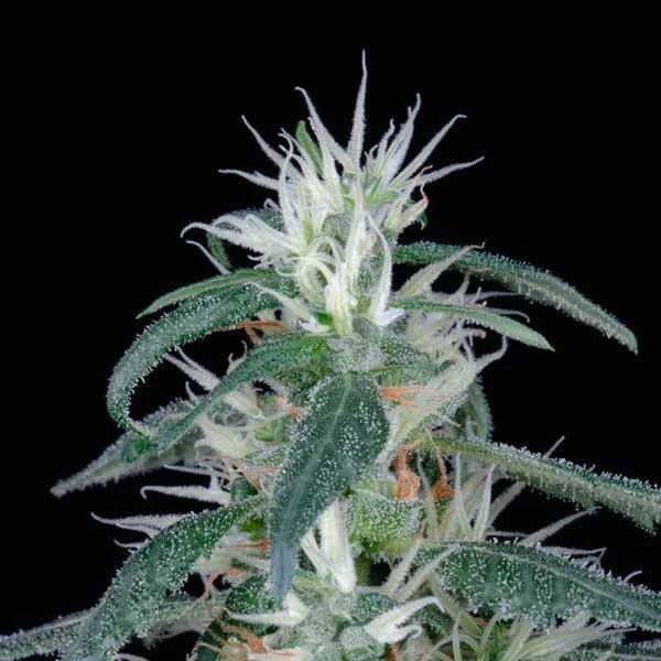 Arjans Ultra Haze #1 van Green House Seed Co.