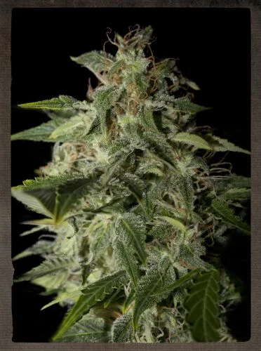 Afgooey van Green House Seed Co.