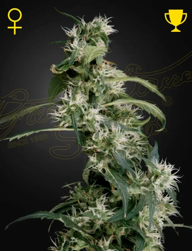 Arjan's Ultra Haze #2 (Mango Haze) van Green House Seed Co.
