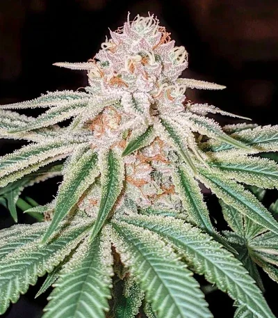 Kong's Krush van Green House Seed Co.