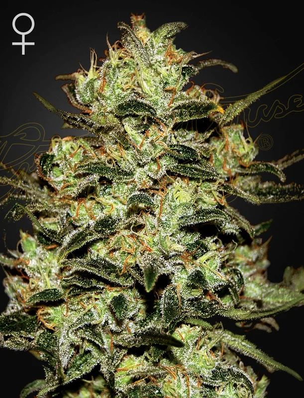 Moby Dick van Green House Seed Co.