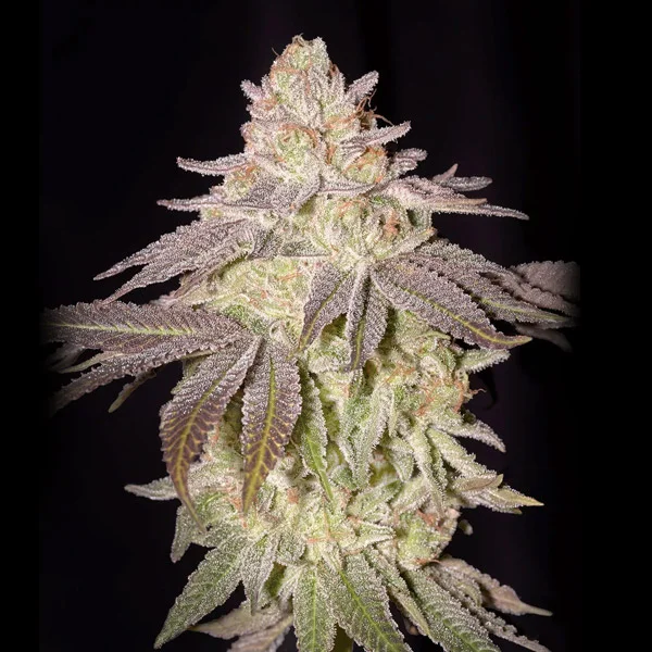 Black Toffee van Green House Seed Co.