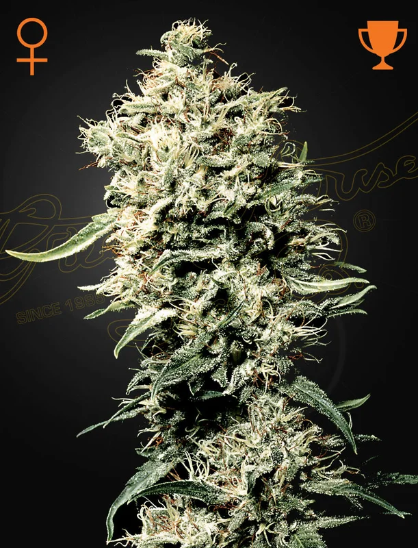 White Rhino van Green House Seed Co.