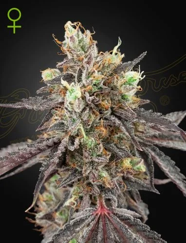 Gelato #41 X Gelato #41 van Green House Seed Co.