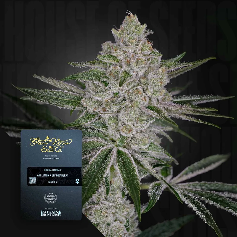 Shishka Lemonade van Green House Seed Co.