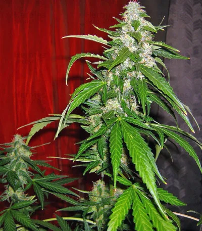 Auto-Bomb van Green House Seed Co.
