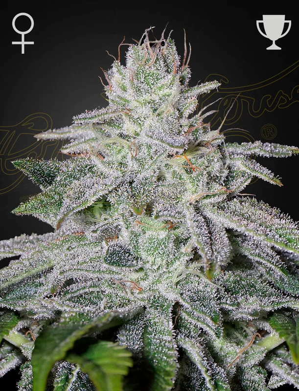Franco's Lemon Cheese van Green House Seed Co.