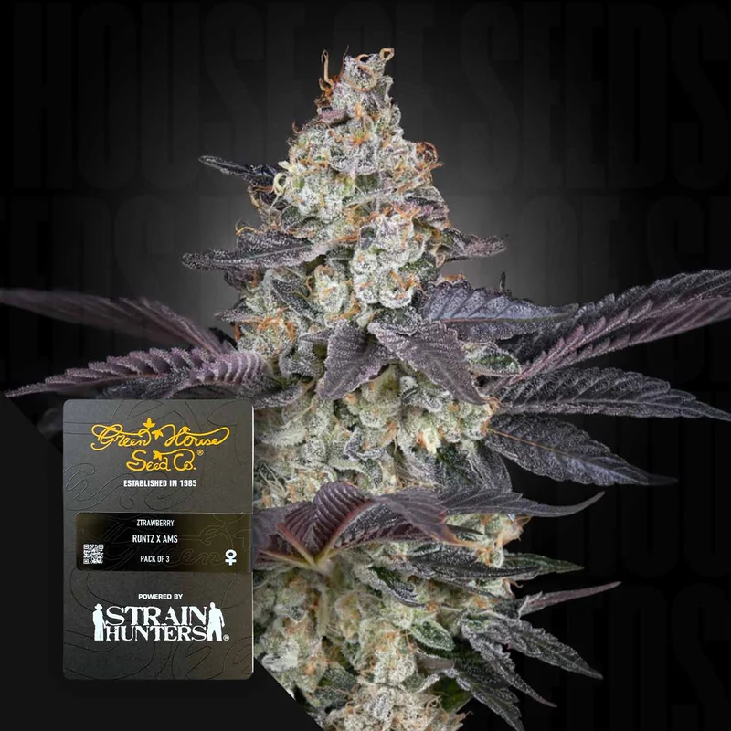 Ztrawberry van Green House Seed Co.