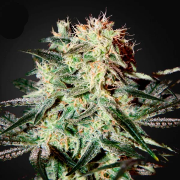 Arjans Strawberry Haze van Green House Seed Co.