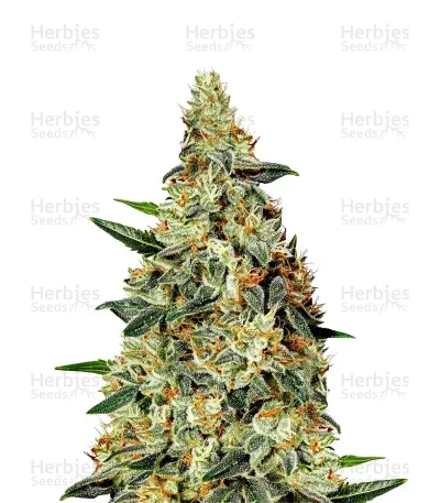 Nevilles Haze van Green House Seed Co.
