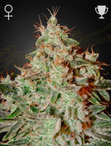 Lemon Skunk van Green House Seed Co.