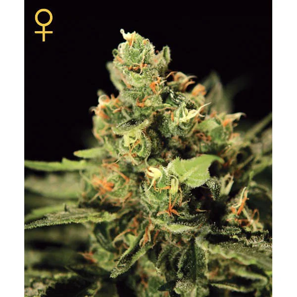 Big Bang van Green House Seed Co.