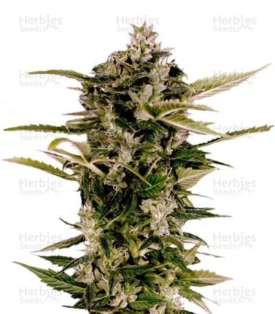 Auto-Bomb van Green House Seed Co.