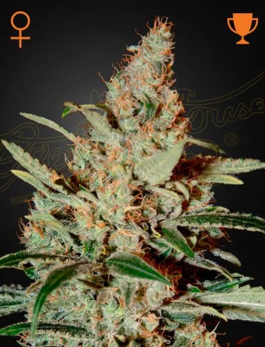 Chemdog van Green House Seed Co.