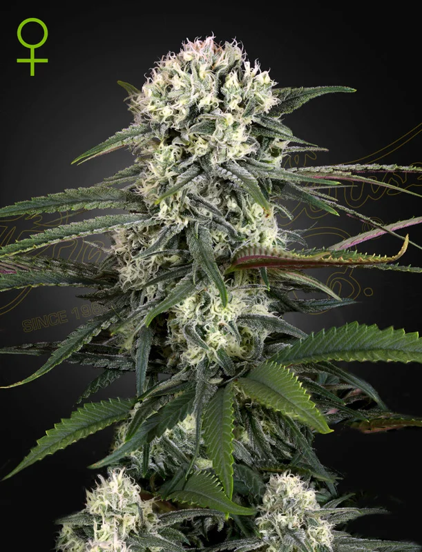 Auto-Bomb van Green House Seed Co.