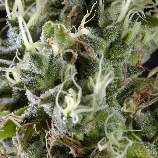 Arjans Haze #3 van Green House Seed Co.