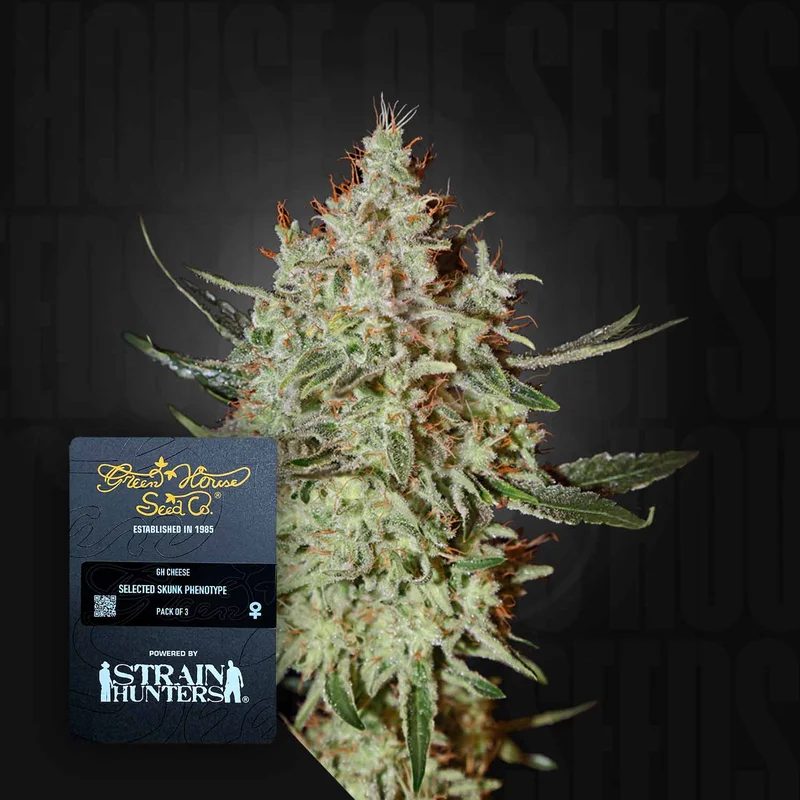 GH Cheese van Green House Seed Co.