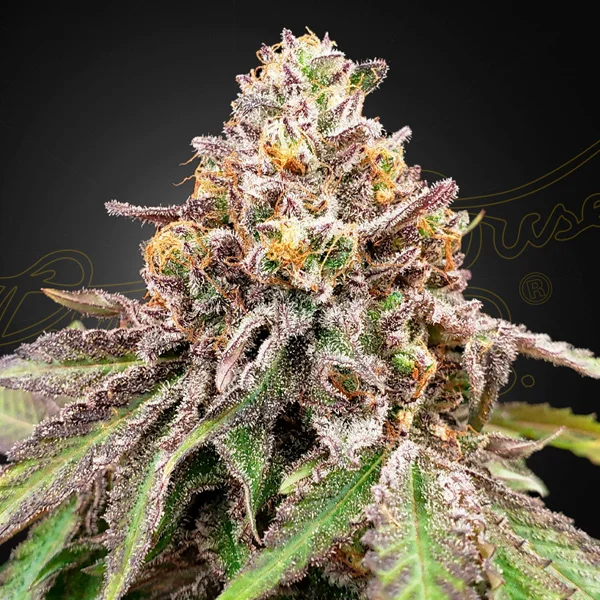 Blue Haze X Gelato #41 van Green House Seed Co.