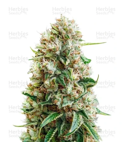 King's Kush CBD van Green House Seed Co.