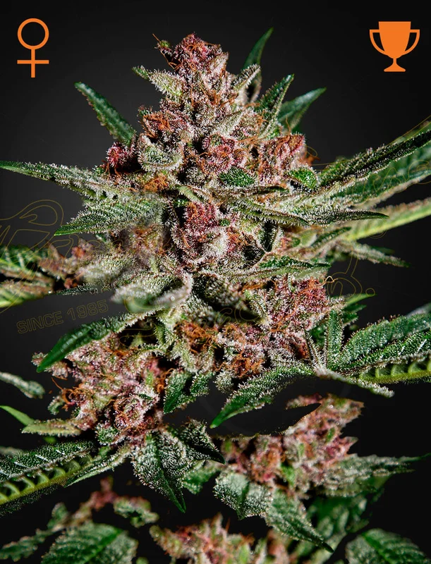 Bubba Kush van Green House Seed Co.