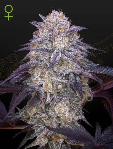 Kings Juice van Green House Seed Co.