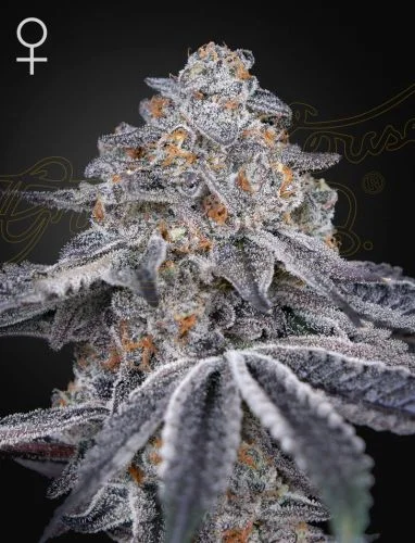 Velvet Moon van Green House Seed Co.