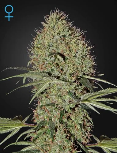 Super Bud van Green House Seed Co.