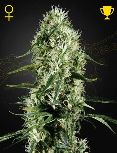 Super Silver Haze van Green House Seed Co.