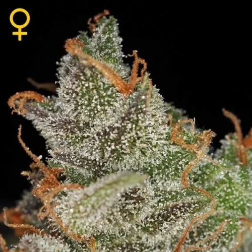 King's Kush van Green House Seed Co.