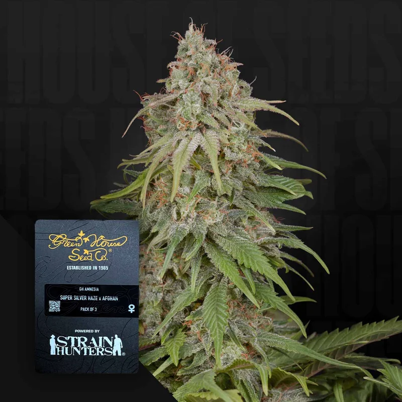 GH Amnesia van Green House Seed Co.